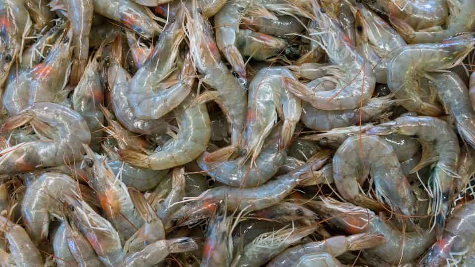 تصویر 3 از میگو بندر عباس با کیفیت ممتاز صید جنوب